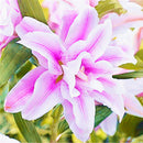 Egrow 50 Pcs/Pack Lily Seeds Lily Bulbs Flower Bulbs Perennials Lelies Exotic Indoor Plants Flower Bulbs Garden Bulbos
