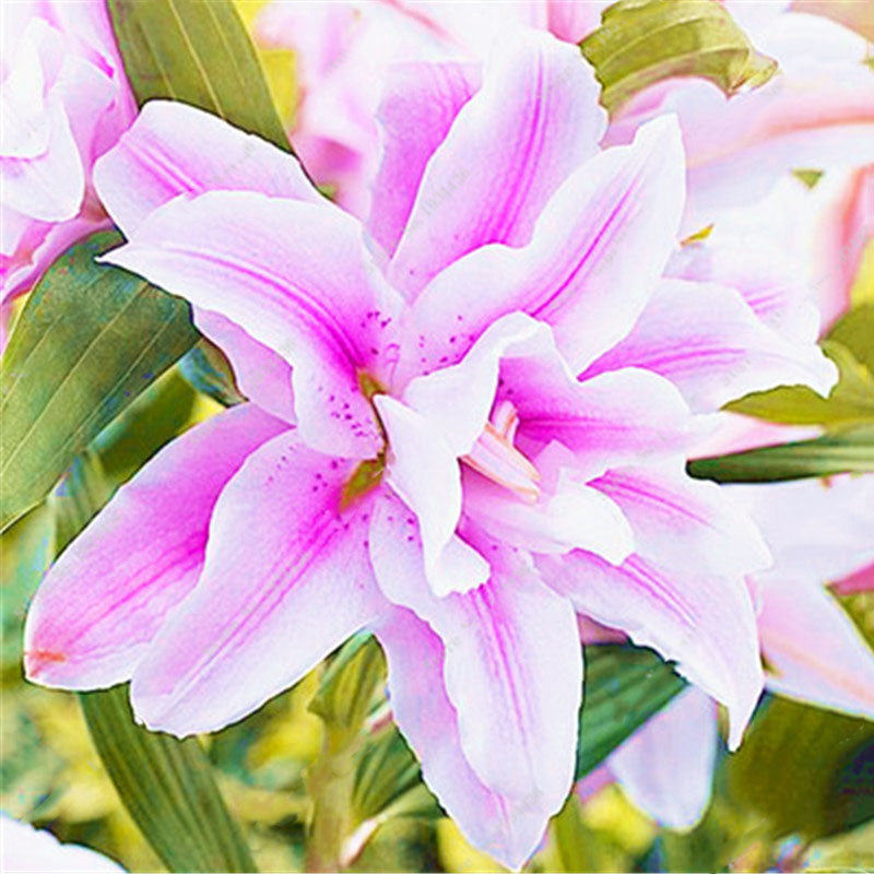 Egrow 50 Pcs/Pack Lily Seeds Lily Bulbs Flower Bulbs Perennials Lelies Exotic Indoor Plants Flower Bulbs Garden Bulbos