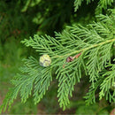Egrow 60 Pcs/Pack Phoenix Tail Cypress Tree Seeds Phoenix Tail Cypress Tree Semente Plant Chamaecyparis Obtusa Filicoides