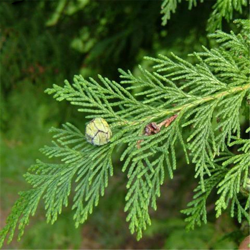 Egrow 60 Pcs/Pack Phoenix Tail Cypress Tree Seeds Phoenix Tail Cypress Tree Semente Plant Chamaecyparis Obtusa Filicoides