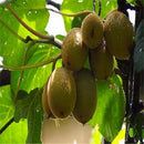 Egrow 100PCS Thailand Mini Kiwi Fruit Seeds Flowers Garden Edible Delicious Bonsai Fruit Planting