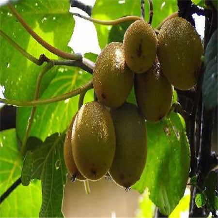 Egrow 100PCS Thailand Mini Kiwi Fruit Seeds Flowers Garden Edible Delicious Bonsai Fruit Planting