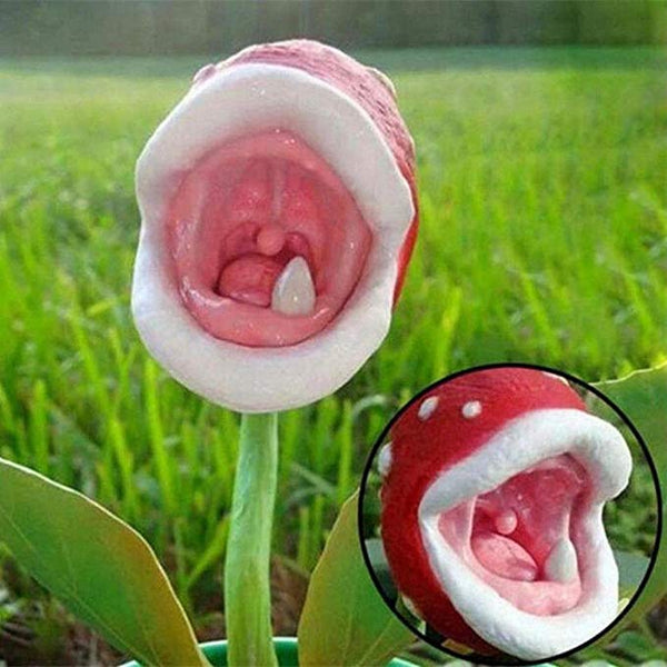 Insect Capture Plant Succulent Enchantress Plant Carnivore Office Pot Bonsai Seeds Slurperon Seeds