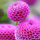 Egrow 100 PCS Giant Allium Giganteum Globemaster Beautiful Flower Seeds Garden Plant Seed
