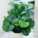 Egrow 100 Pcs/Pack Calathea Seeds Rare Calathea Bonsai Air Freshening Plants High Humidity Office Desk Bonsai for Flower Pot Planters