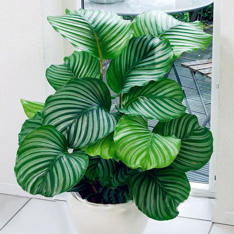 Egrow 100 Pcs/Pack Calathea Seeds Rare Calathea Bonsai Air Freshening Plants High Humidity Office Desk Bonsai for Flower Pot Planters