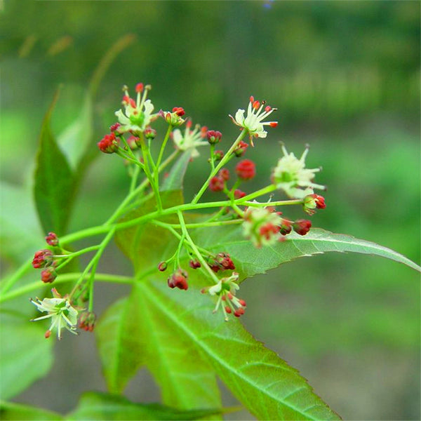 Egrow 40 Pcs/Pack Pentaphyll Maple Tree Seeds Pentaphyll Maple Tree Semente Plant Truncate Maple For Acer Truncatum