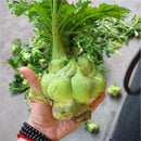 Egrow 100 Pcs/Pack Juncea Seeds Vegetable Mustard Brassica Juncea Vegetable Bonsai Seed Root Sprouts Plants For Home Garden