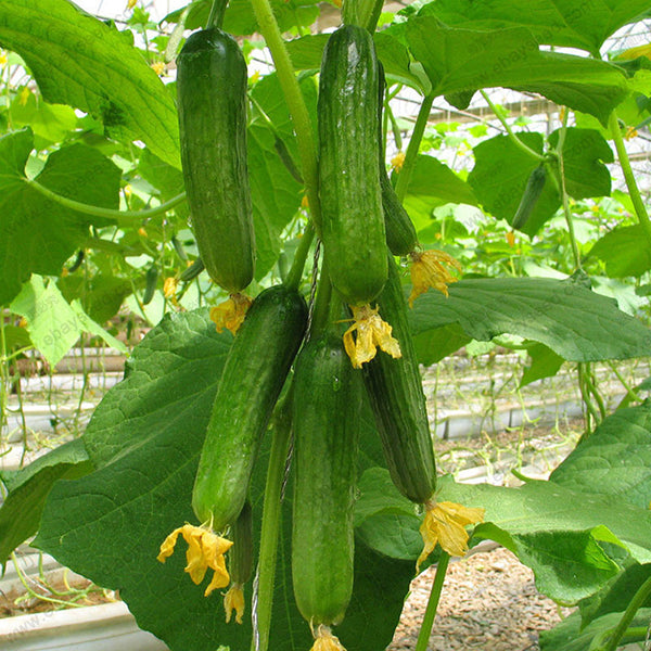 Egrow 20 Pcs/Pack Dutch Cucumber Cuke Seeds Green Vegetables Seed For Home Garden Planting