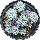 Egrow 100Pcs/Pack Japanese Succulents Seeds Mix Color Home & Garden Bonsai Plants Flower Potted Seed