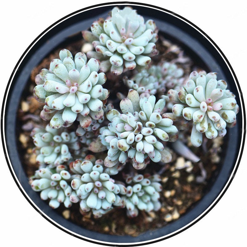 Egrow 100Pcs/Pack Japanese Succulents Seeds Mix Color Home & Garden Bonsai Plants Flower Potted Seed