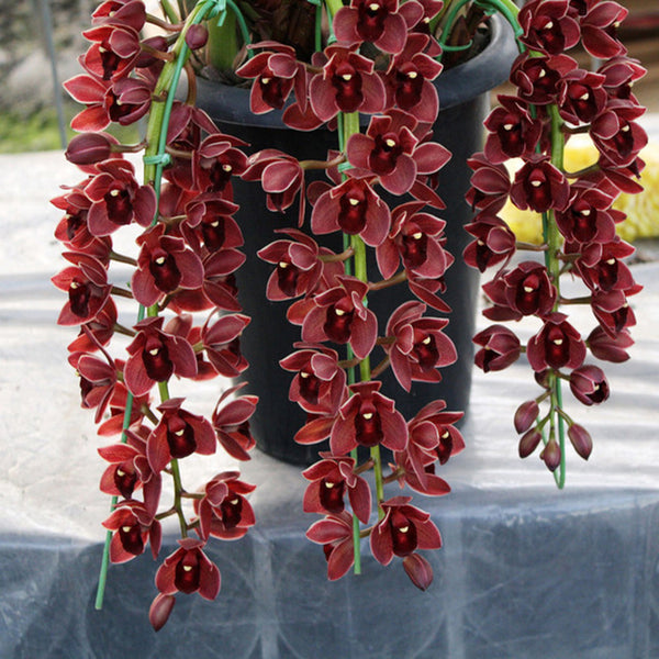 Egrow 30PCS/Pack Cymbidium Orchid Seeds Dark Red Cymbidium Orchid Bonsai Home Garden Flower Bonsai Indoor Potted Plants