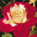 Egrow 100 Pcs Rose Bonsai Seeds Garden Potted Flower Seed Mixed Color Garden Planting