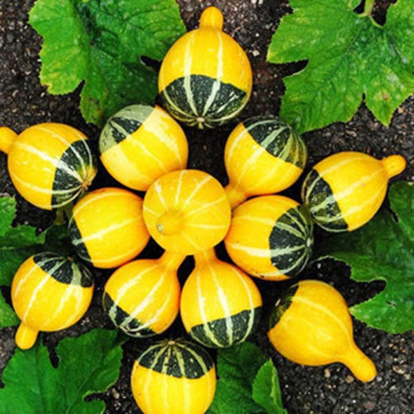 Egrow 10Pcs/Bag Pumpkin Seeds NON-GMO Edible Rare Chinese Rainbow Bulb Vegetable Fruit Bonsai Seeds