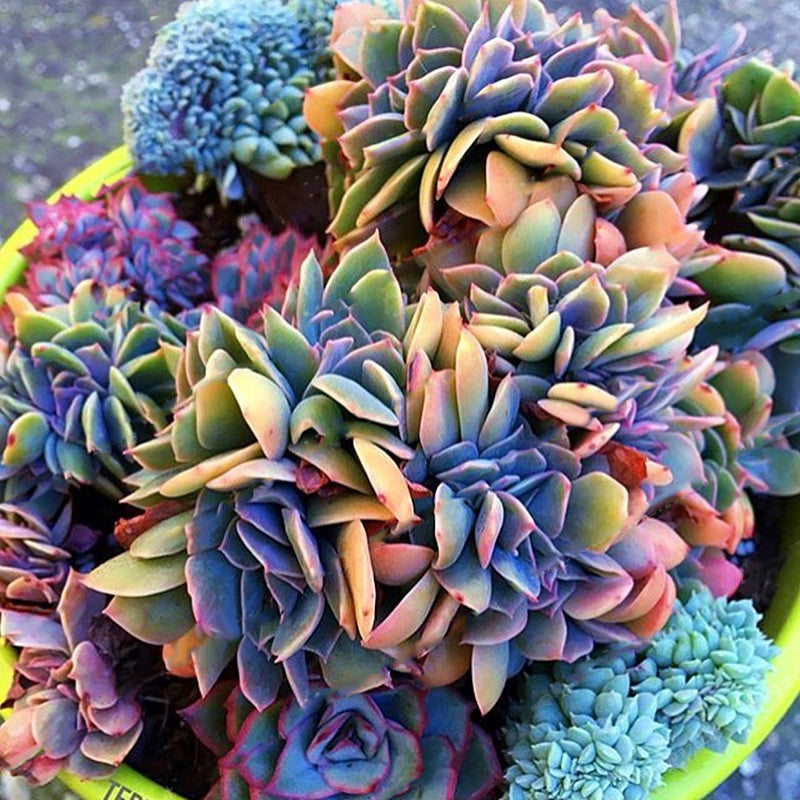 Egrow 200PCS Echeverione Succulent Seeds Mixed Color Garden Potted Flower Seed Home Deco Bonsai