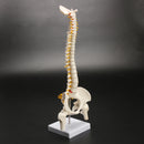 45cm (17.7") Spine Medical Model With Pelvis Femur Heads 1/2 Life Lab Equipment