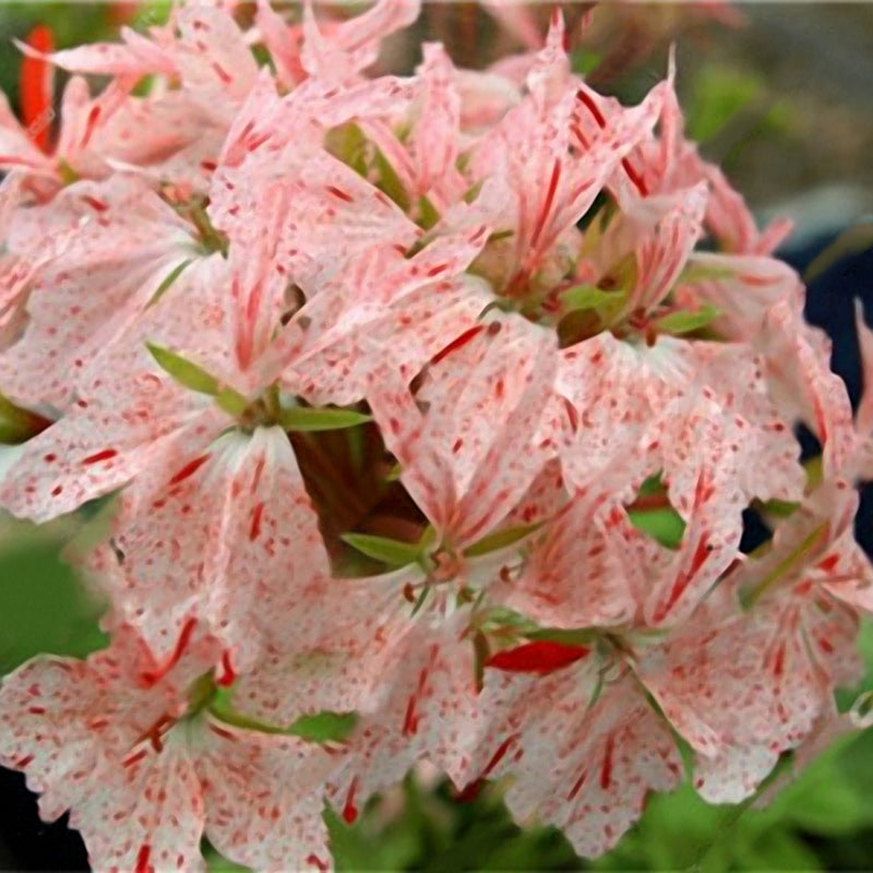 Egrow 100 PCS Geranium Seed Garden Potted Flower Seeds Perennial Courtyard Balcony Outdoor Plant