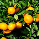 30Pcs Edible Fruit Mandarin Bonsai Tree Seeds Citrus Seeds Bonsai Mandarin Orange Seeds