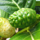 Egrow 10Pcs/Pack NONI Morinda Citrifolia Tree Seeds Rare Garden Fruit Tree Plants Seeds