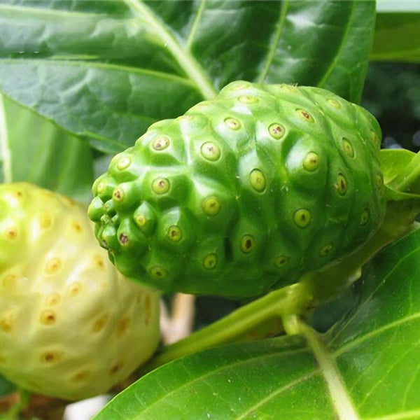 Egrow 10Pcs/Pack NONI Morinda Citrifolia Tree Seeds Rare Garden Fruit Tree Plants Seeds