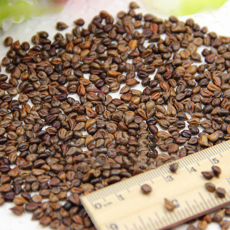 Egrow 50Pcs/Pack Grape Seeds Rainbow Colorful Garden Fruit Plants Sweet Kyoho Grape Seeds