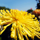 Egrow 100 Pcs/Pack Chrysanthemum Seeds Yellow Chrysanthemum Bonsai DIY Gardening Flower Plant