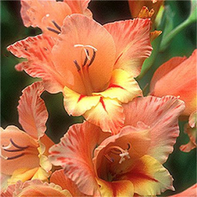 Egrow 100PCS/Pack Lily Seeds Rare Peruvian Lily Alstroemeria Bonsai Plants Mix-Color Beautiful Lilies Flower