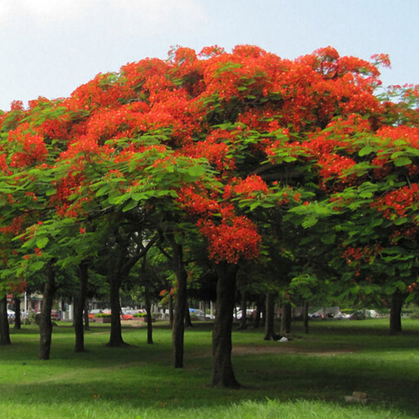 Egrow 15Pcs/pack Caesalpinia Pulcherrima Tree Seeds Perennial Greening Plants Seeds