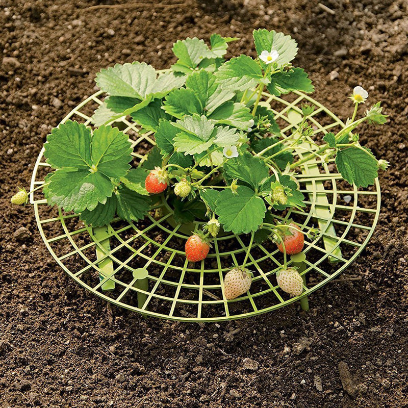 5Pcs Strawberry Plant Growing Supports Keep Strawberries Not Rot in the Rainy Day Plant Holder Tools Kit