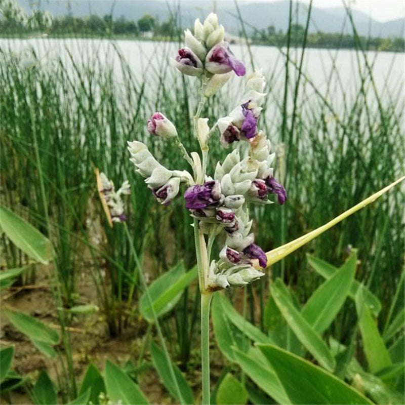 Egrow 50 Pcs/Pack Dealbata Seeds Thalia Dealbata Flower Home Garden Decoration