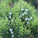 Egrow 60 Pcs/Pack Phoenix Tail Cypress Tree Seeds Phoenix Tail Cypress Tree Semente Plant Chamaecyparis Obtusa Filicoides