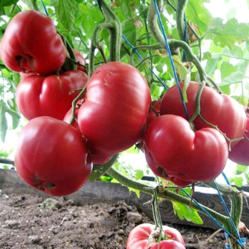 100 PCS Giant Tomato Plants Seeds Organic Heirloom Plants Vegetables Seeds Perennial Non-GMO Plant Pot