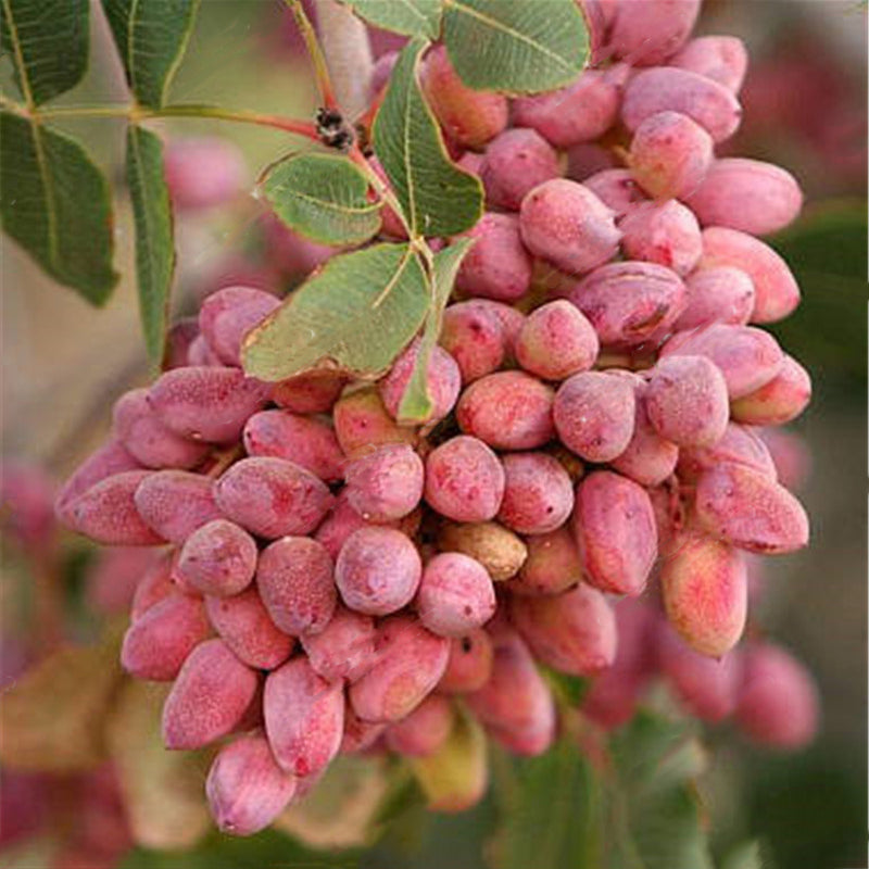 Egrow 5Pcs/Pack Pistachios Seeds Garden Outdoor Nut Tree Fruit Tree Seeds Planting
