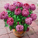 Egrow 40Pcs/Pack Ball Chrysanthemum Seeds Softcover Bonsai Balcony Plants