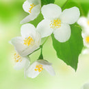 Egrow 20Pcs Bonsai Jasmine Flower Seeds Garden Outdoor Balcony Climbing Flower Seeds