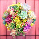 Egrow 200 Pcs/Pack  Succulent Seeds Rare Succulent Plante Flower Bonsai Living Stone Bonsai Mini Garden Plant.