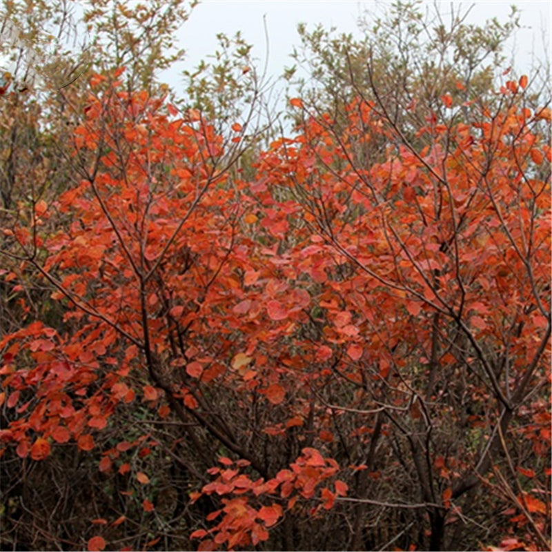 Egrow 30 Pcs/Pack Cotinus Seeds Cotinus Tree Semente Plant Cotinus Coggygria