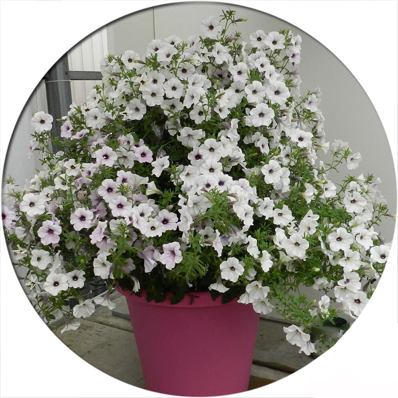 Egrow 100Pcs/Bag Petunia Seeds Rare Variety Hardy Lasting Balcony Yard Flowers Seeds Easy to Grow
