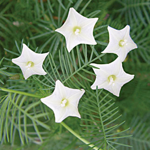 Egrow 20Pcs/Pack Cypress Vine Seeds Red White Gardening Wall Door Climbing Flowers Plants