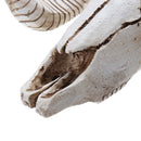 Skull Sheep Head Realistic Animal Resin Wall Art Sculpture Wall Hanging Decorations