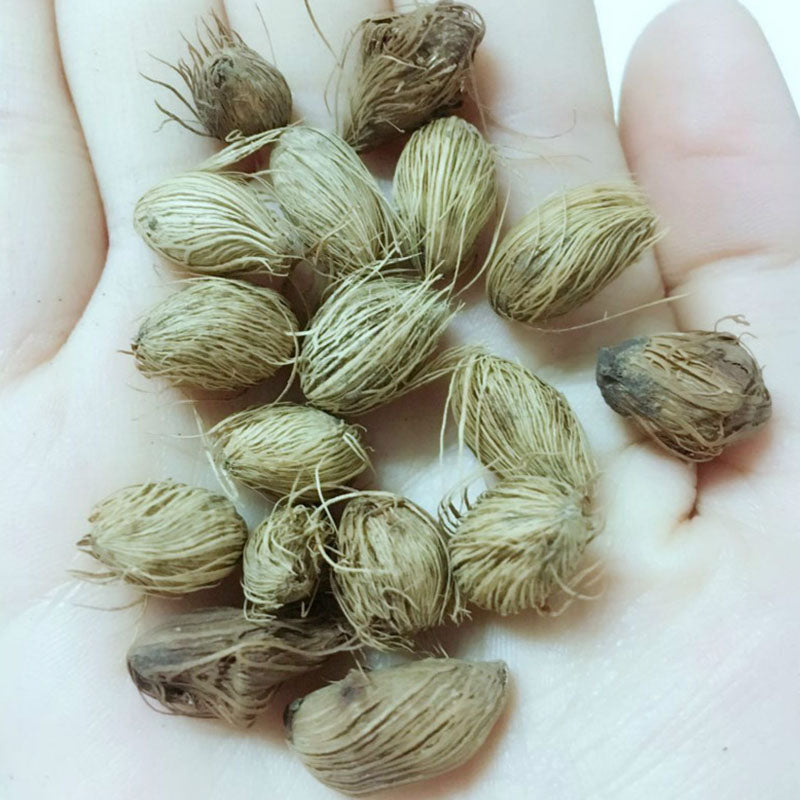 Egrow 5Pcs/Pack Indoor Palm Tree Seeds Chrysalidocarpus Lutescens Areca Plants Bonsai Home Decor Air Plants