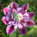 Egrow 100Pcs/Pack Clematis Seeds Potted Clematis Flower Garden Ornamental Plants