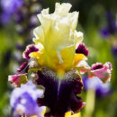 Egrow 50Pcs/Bag Iris Tectorum Seeds Rare Iris Seeds Bonsai Flower Seeds Heirloom Iris Tectorum Seeds