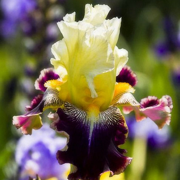 Egrow 50Pcs/Bag Iris Tectorum Seeds Rare Iris Seeds Bonsai Flower Seeds Heirloom Iris Tectorum Seeds