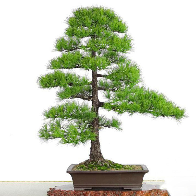 Egrow 60PCS/Bag Thunbergii Garden Black Pine Tree Seeds Flores Potted Plants Japanese Pine Tree