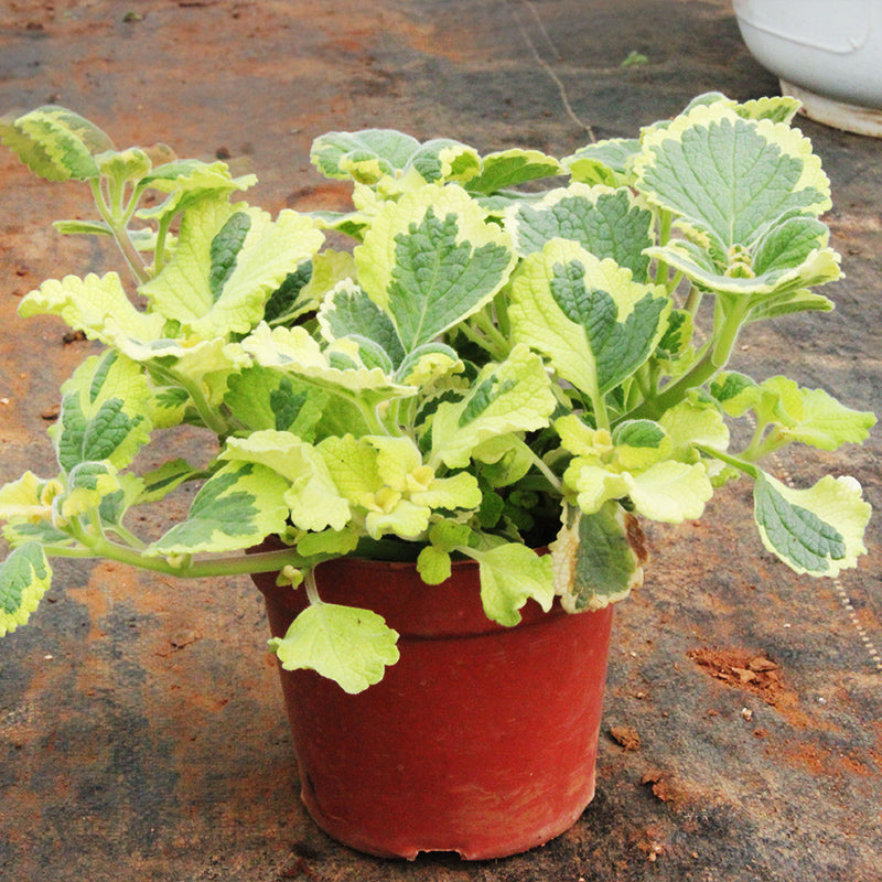 Egrow 200pcs/Bag Mosaic Mint Seeds Vegetable Seeds Balcony Potted Peppermint Aromatic Plant Seeds