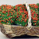 Egrow 100pcs/Bag Lamp Beads Grass Seeds Flower Seeds Garden Bonsai Plant for Home Garden Plants