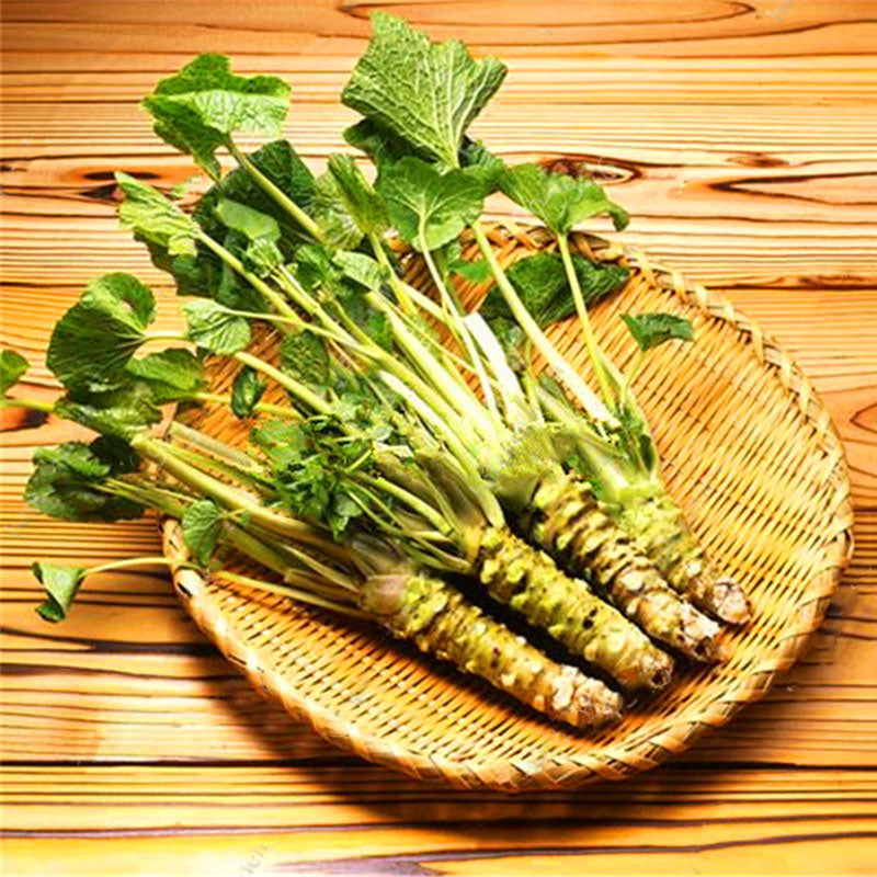 Egrow 300Pcs/Pack Wasabi Seeds Mustard Horseradish Wasabi Vegetable Home Gardening Planting For Perennials Hardy