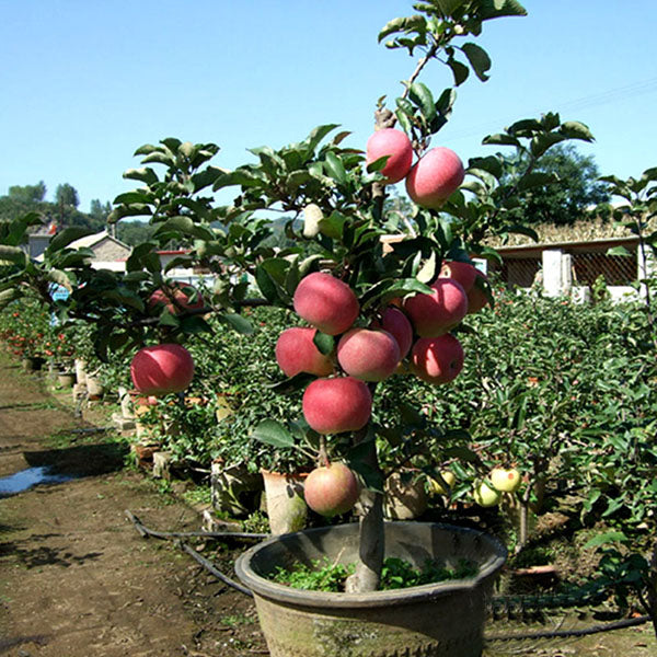 Egrow 100 Pcs/Pack Apple Tree Seeds Garden and Home Potted Fruit Red Apple Seed Bonsai Plants