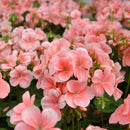 Egrow 100 Pcs/Pack Univalve Geranium Seeds Perennial Flower Pelargonium Seeds for Indoor Room